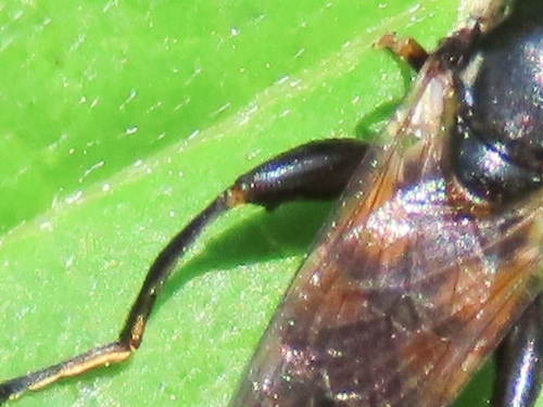 Tooth-thighed Hoverfly, 9747 Groningen, Netherlands, photo 9 of 10