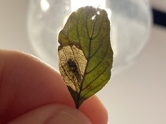 Leucoptera guettardella