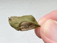 Leucoptera guettardella