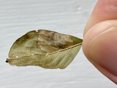 Leucoptera guettardella