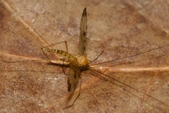 Macrocera phalerata
