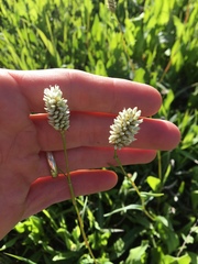 Bistorta bistortoides