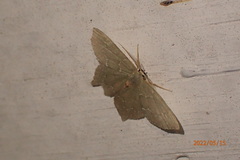 Chloropteryx tepperaria