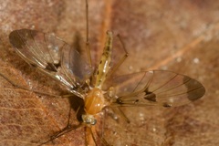 Macrocera phalerata
