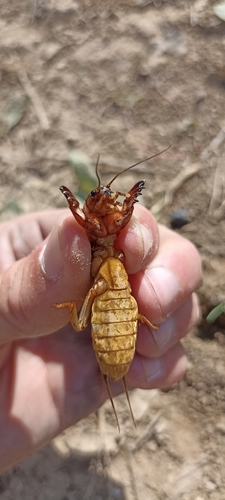 European mole cricket
