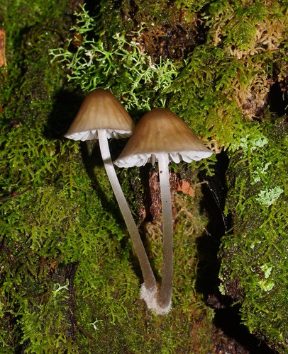 Mycena subgalericulata image