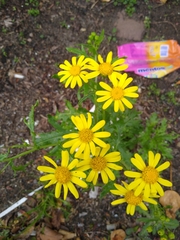 Senecio squalidus