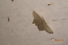 Chloropteryx tepperaria