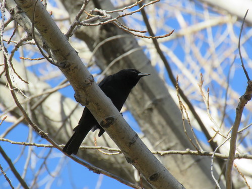 Austral Blackbird (Curaeus curaeus), photo 7