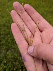 Juncus dudleyi