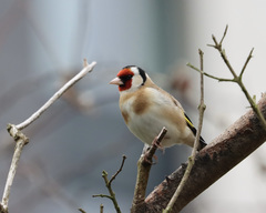 Carduelis carduelis