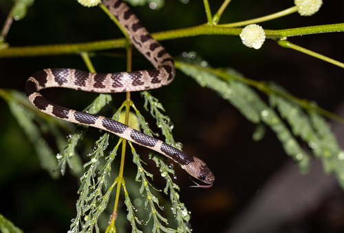 Photo of a Ryukyu Wolf Snake (Lycodon multifasciatus)