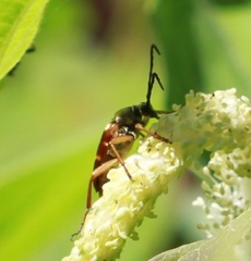 Typocerus