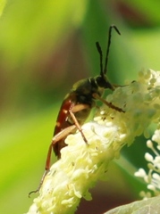 Typocerus
