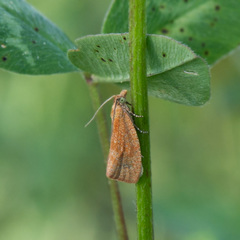 Celypha rufana