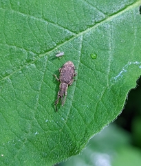 Peritelini