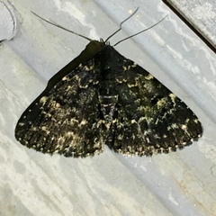 Metalectra tantillus