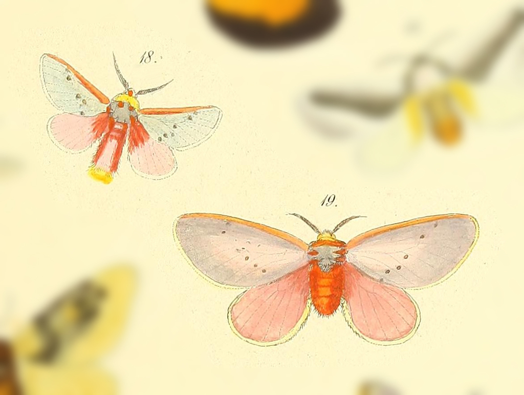 Trosia fallax