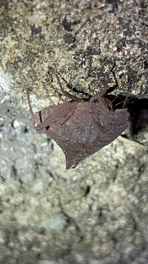 Choriphyllini