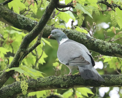 Columba palumbus
