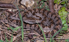 Protobothrops elegans
