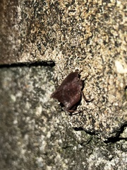 Phyllotettix compressus