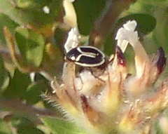 Phyllodromica marginata