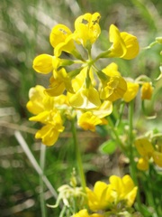 Coronilla vaginalis