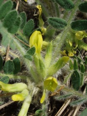 Astragalus exscapus