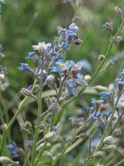 Myosotis stenophylla