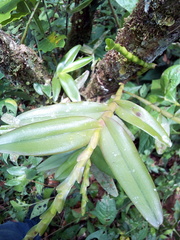 Epidendrum cardiophorum