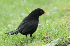 Turdus merula