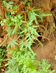 Lygodium japonicum