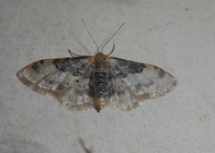 Idaea filicata
