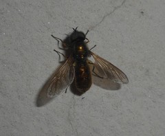 Chloromyia