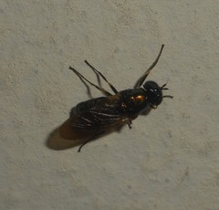Chloromyia