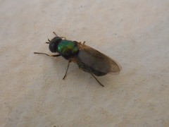 Chloromyia
