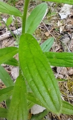 Lithospermum decipiens