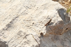 Ramburiella hispanica