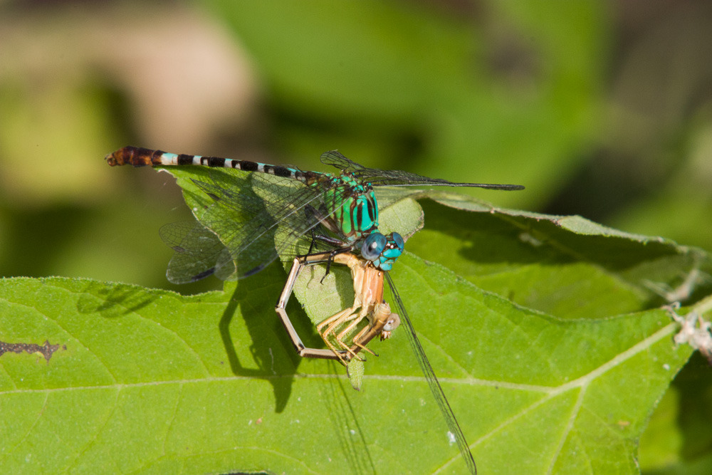 Blue-faced Ringtail