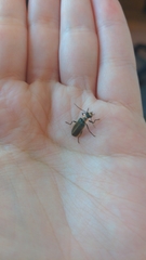 Podabrus brevicollis