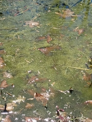 Oedogonium undulatum