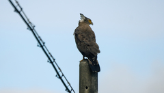 Spilornis cheela perplexus