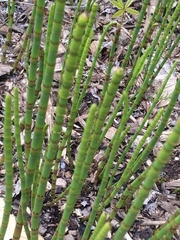 Equisetum fluviatile