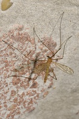 Limonia phragmitidis