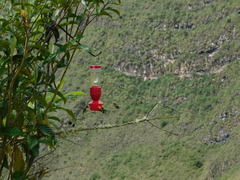 Loddigesia mirabilis