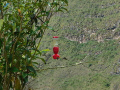 Loddigesia mirabilis