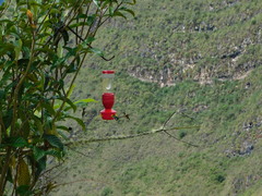 Loddigesia mirabilis