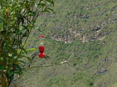 Loddigesia mirabilis