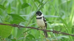 Sporophila morelleti